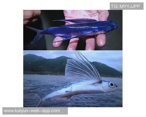 飞鱼传奇：足球场上的速度与技术之王，卡飞鱼的辉煌岁月与未来挑战